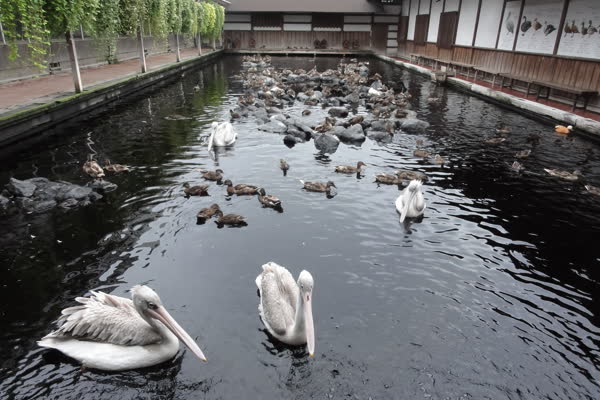 掛川花鳥園の写真