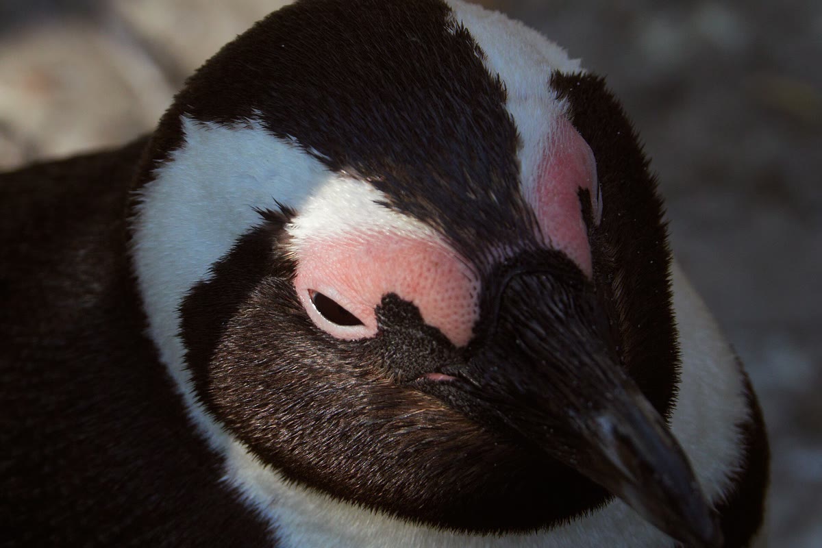 岩の上にいるケープペンギンの顔