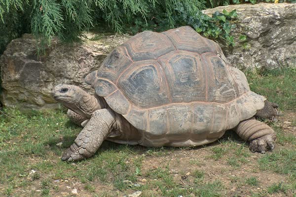 草地を歩くアルダブラゾウガメ