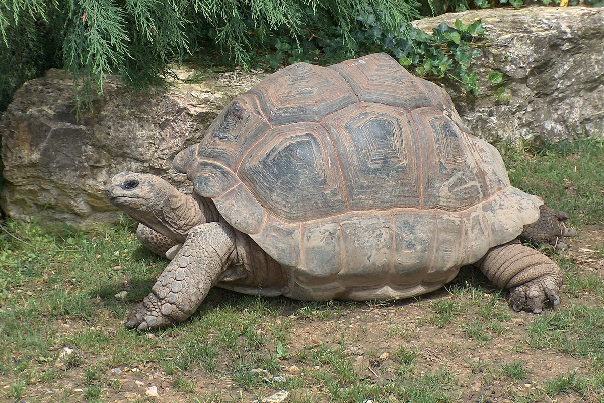 草地を歩くアルダブラゾウガメ