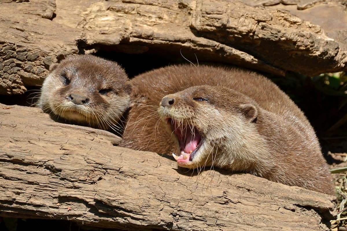 丸太のくぼみで寄り添う2頭のコツメカワウソ