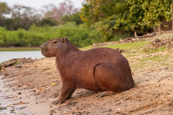 水辺の砂地で横を向いて座るカピバラ