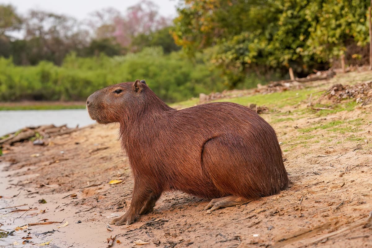 水辺の砂地で横を向いて座るカピバラ