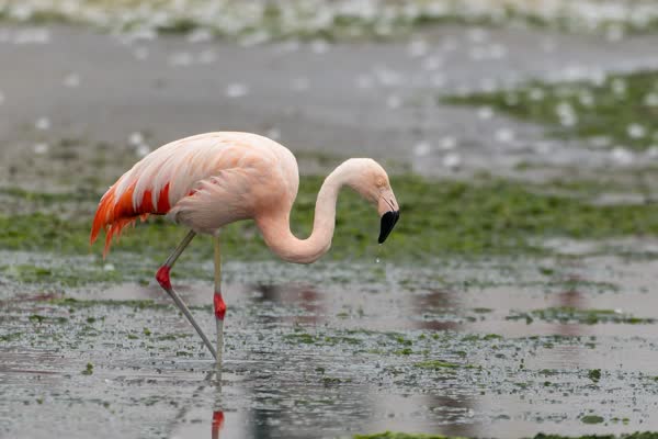 浅瀬で餌を探すチリーフラミンゴ