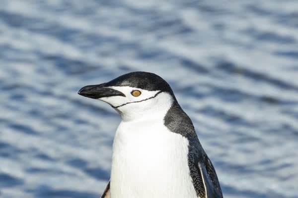 海辺に立つヒゲペンギン