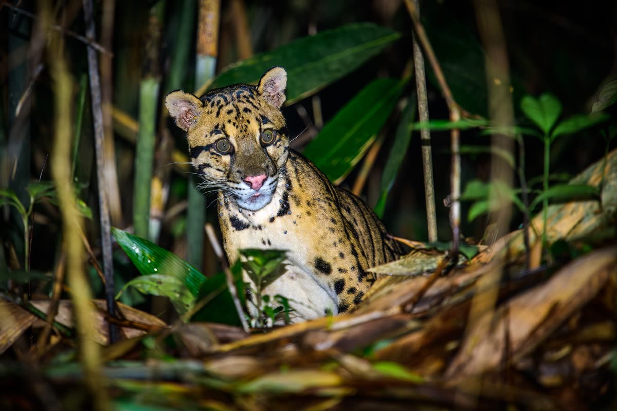 草むらに座るウンピョウ