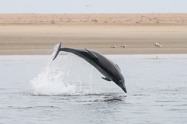 海面からジャンプするバンドウイルカ