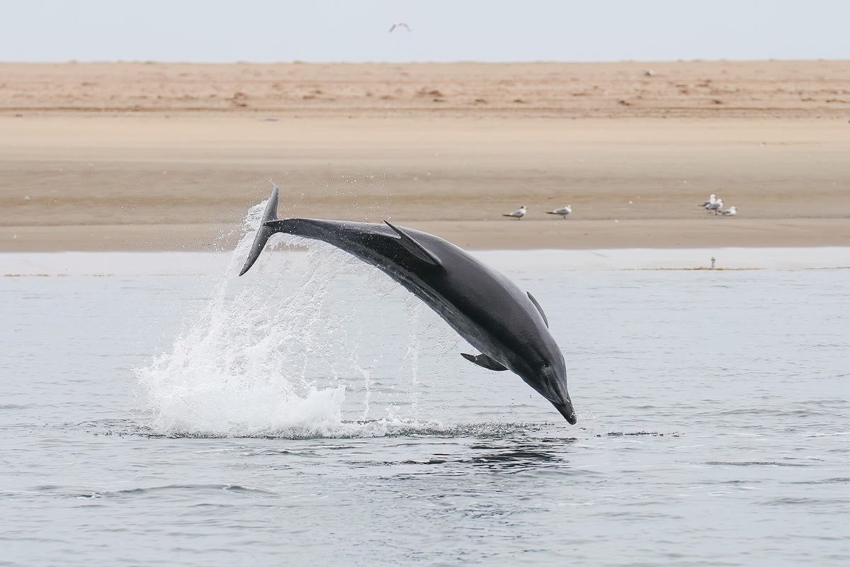 海面からジャンプするバンドウイルカ
