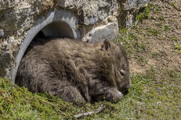 石造りの開口部の前で丸まって休むヒメウォンバット
