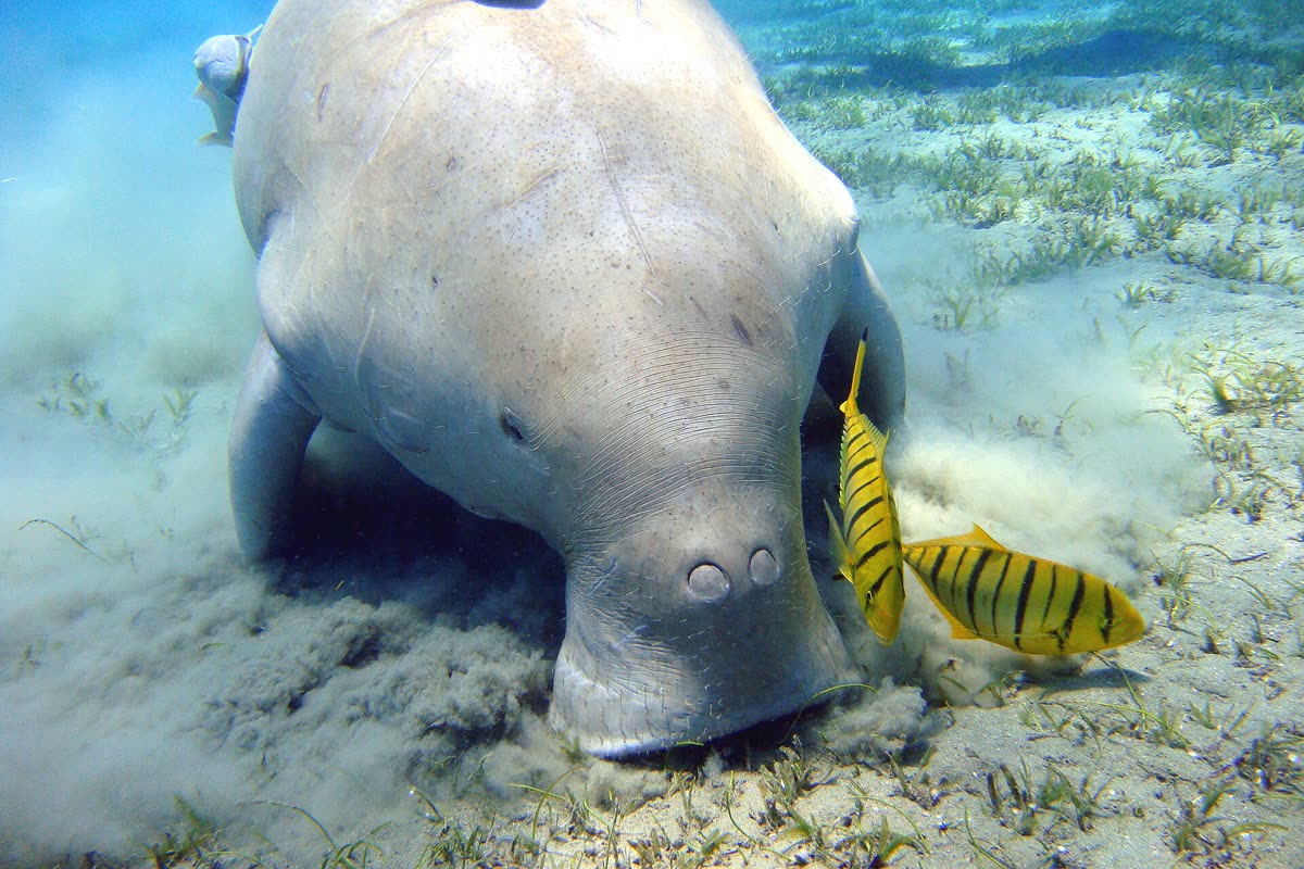 海底の海草を食べるジュゴン