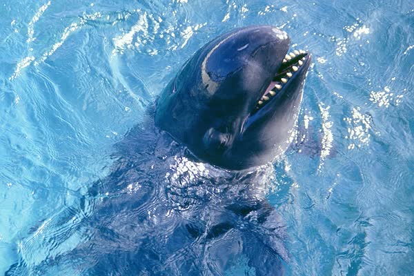 水面から顔を出すオキゴンドウ