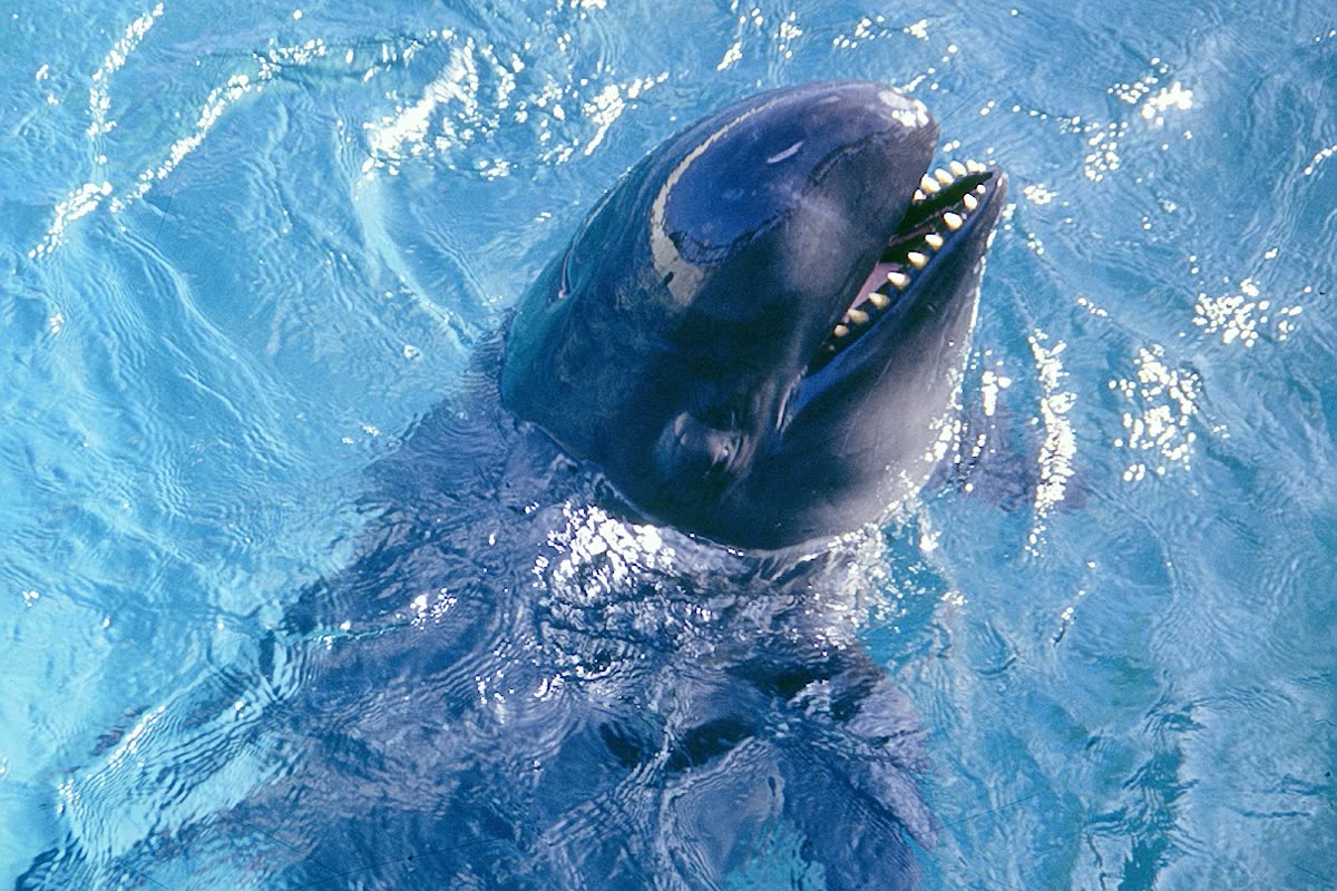 水面から顔を出すオキゴンドウ