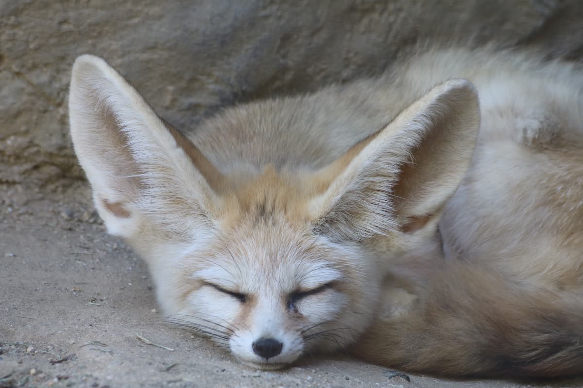 大きな耳を伏せて眠るフェネック