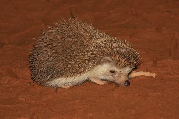 赤土の上にいるヨツユビハリネズミ