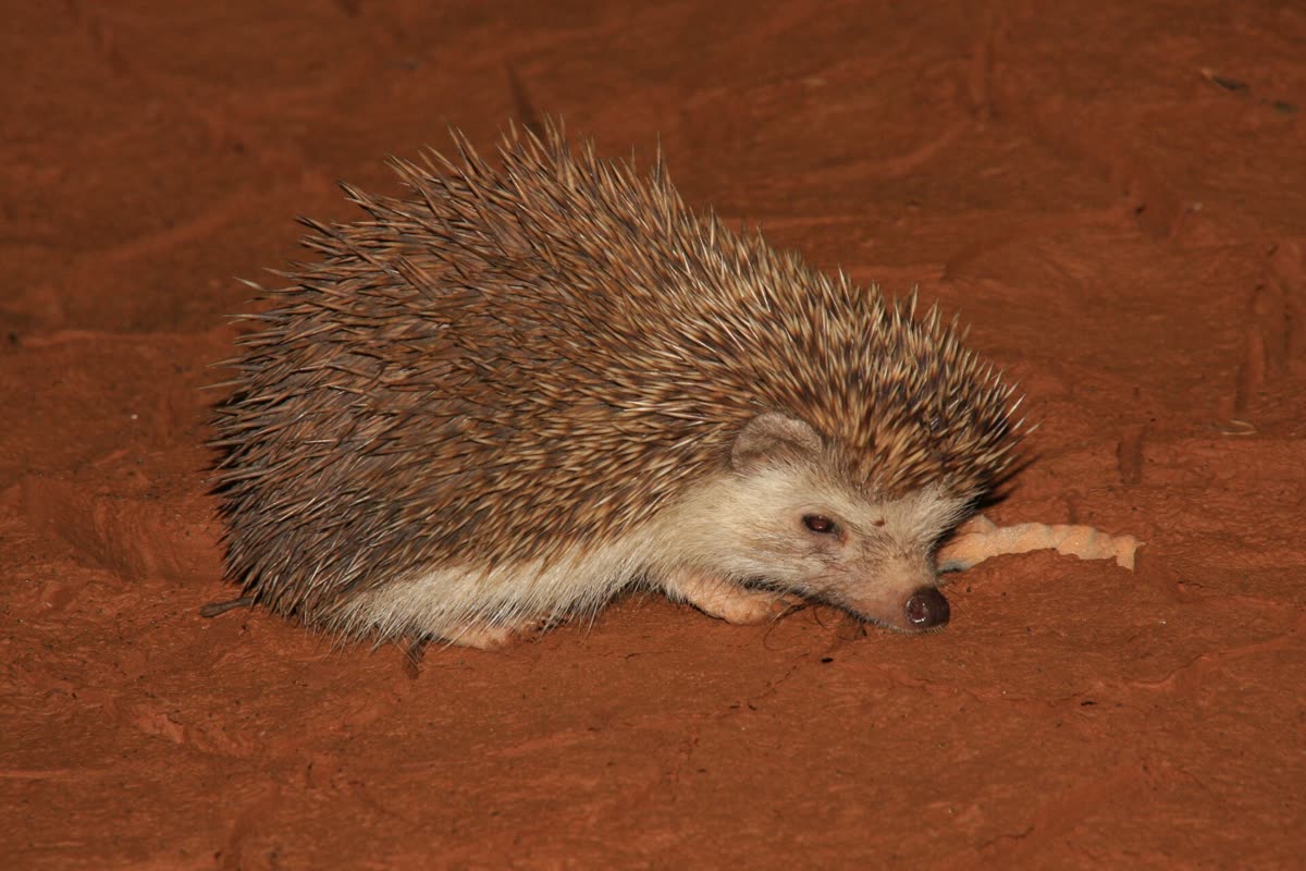 赤土の上にいるヨツユビハリネズミ
