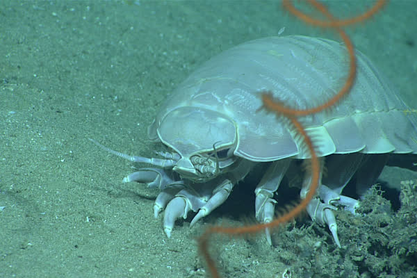 深海の海底を歩くダイオウグソクムシ