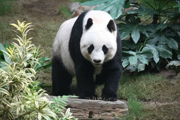草木の間に立つジャイアントパンダ