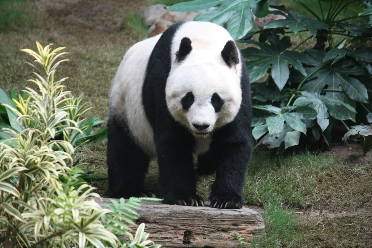 草木の間に立つジャイアントパンダ