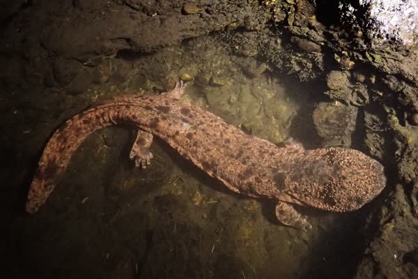 川底の岩の間にいるオオサンショウウオ