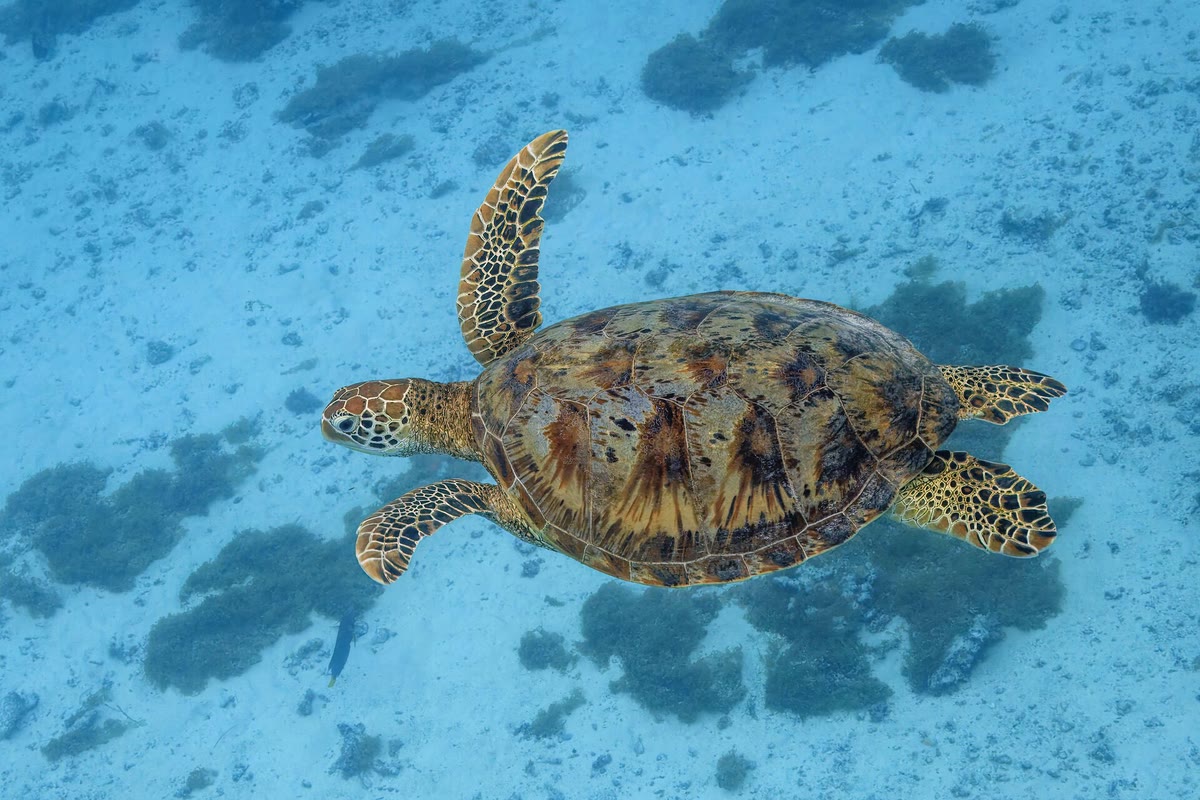 海中を泳ぐアオウミガメ