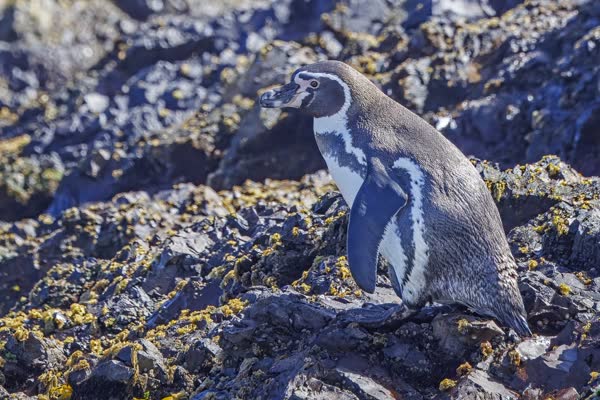 岩場を歩くフンボルトペンギン