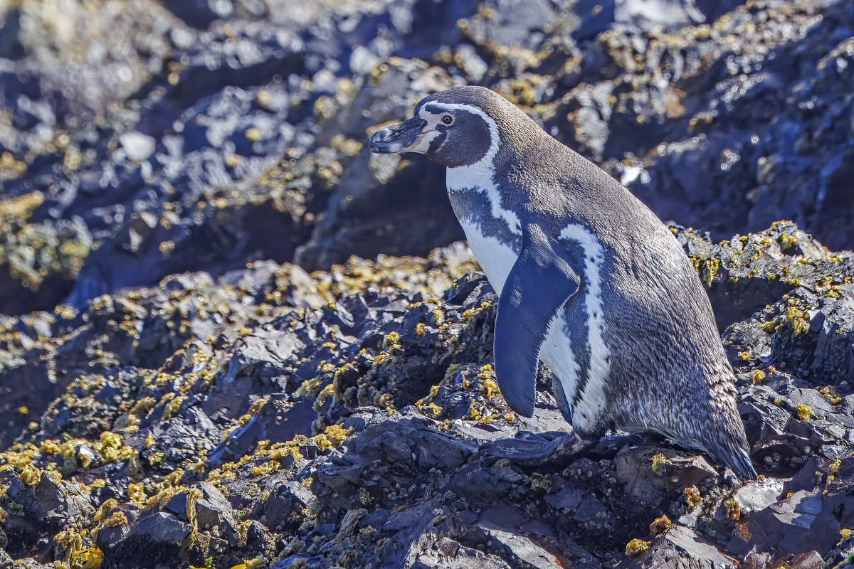 岩場を歩くフンボルトペンギン
