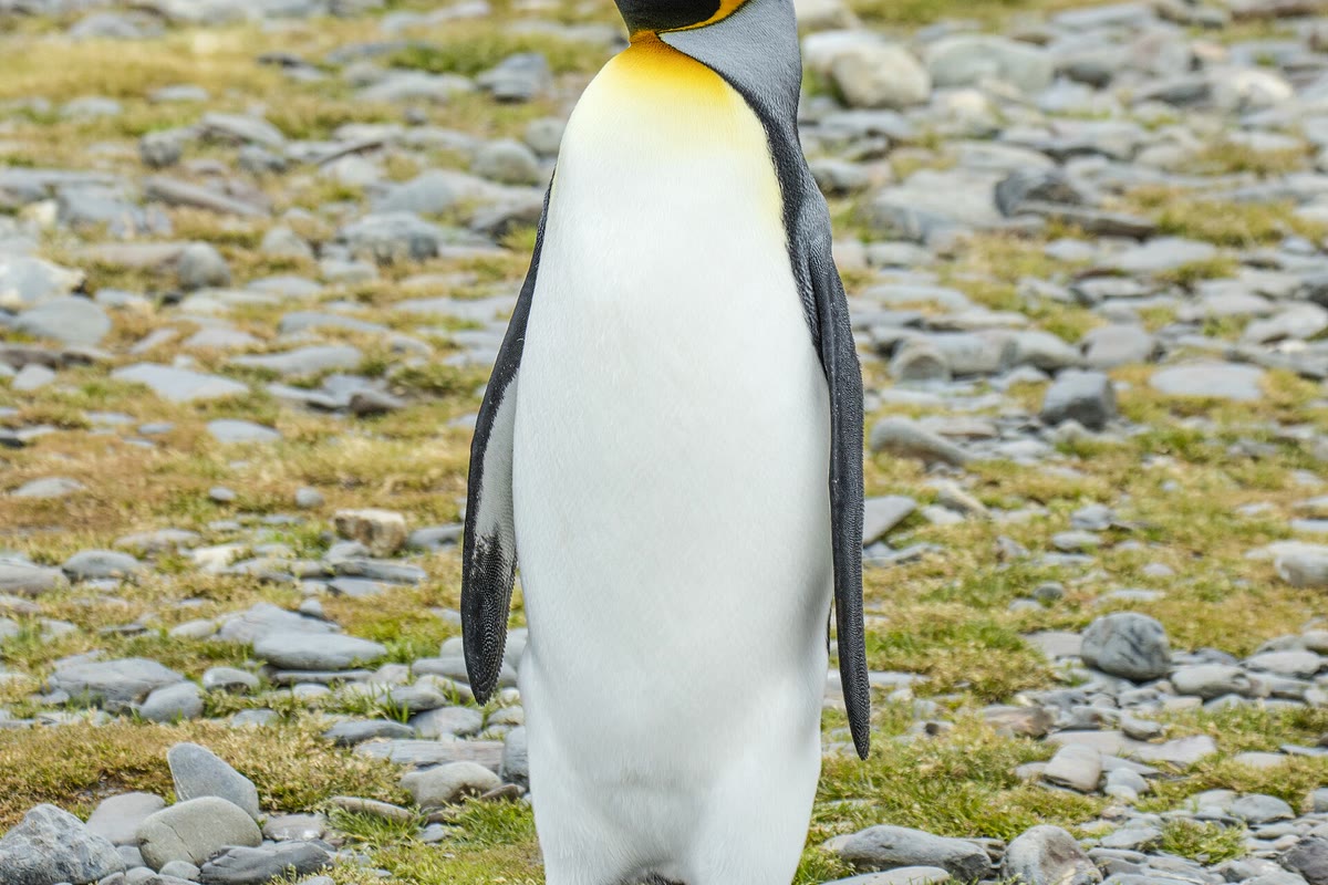 海岸の石の上に立つキングペンギン