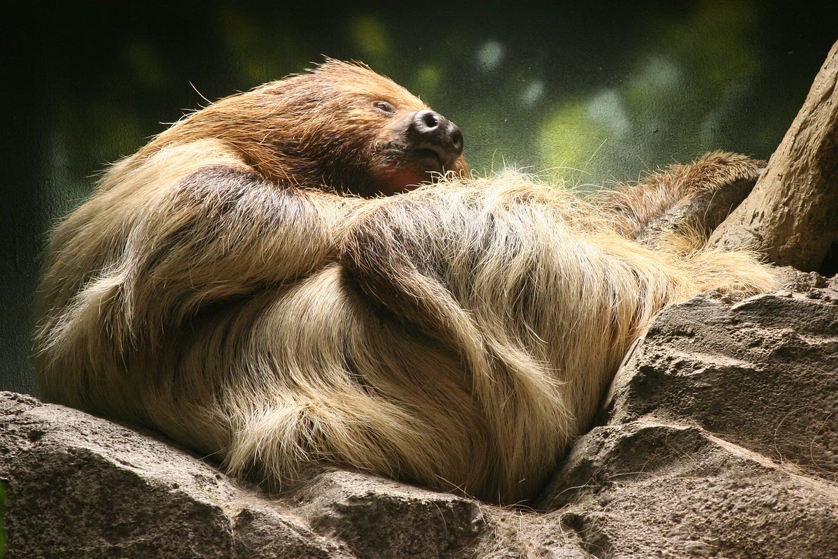 岩の上で休むフタユビナマケモノ