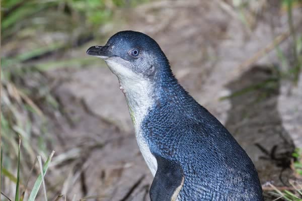 草むらに立つコガタペンギン