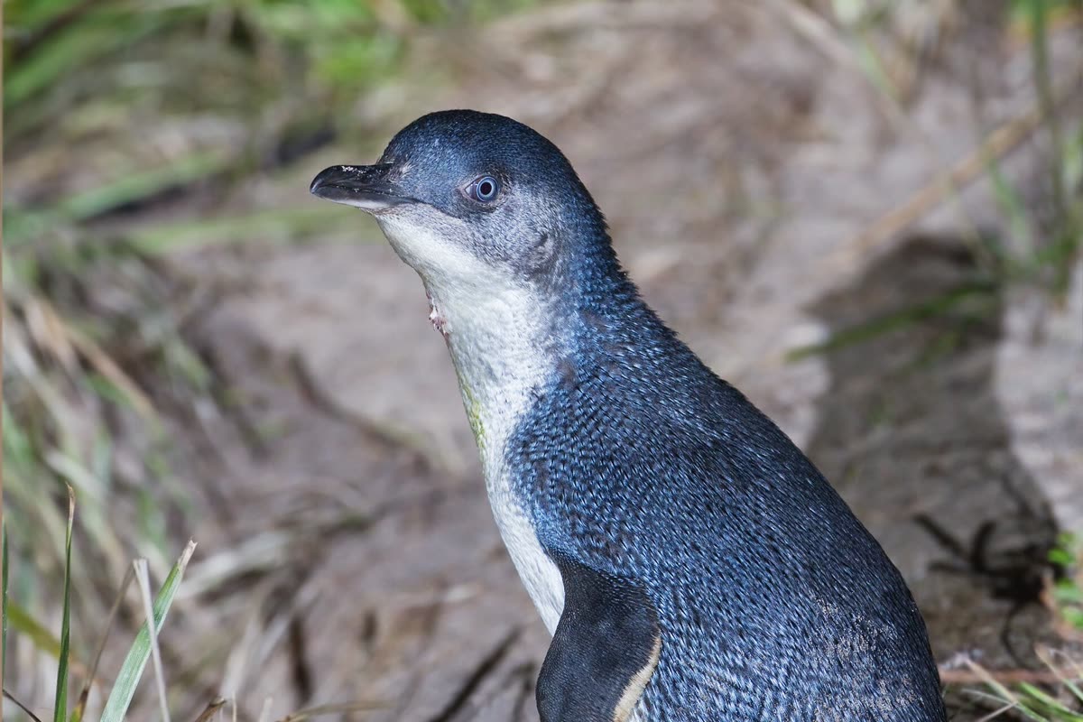 草むらに立つコガタペンギン