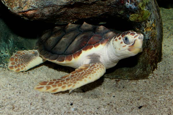砂の上を進むアカウミガメ