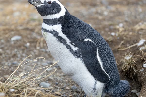 地面に立つマゼランペンギン