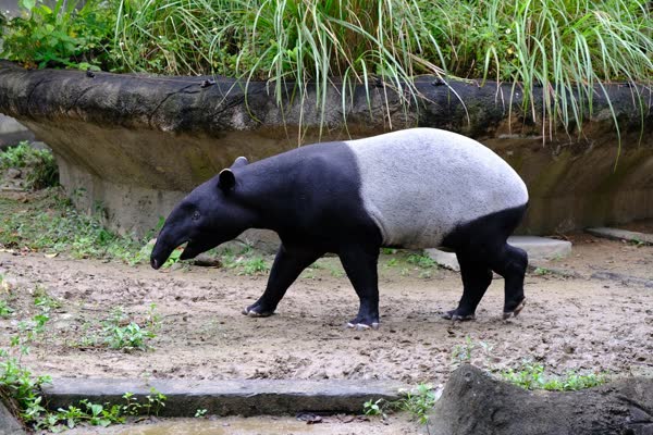黒い頭と脚、白い胴を持つマレーバクが土の上を左へ歩く全身像