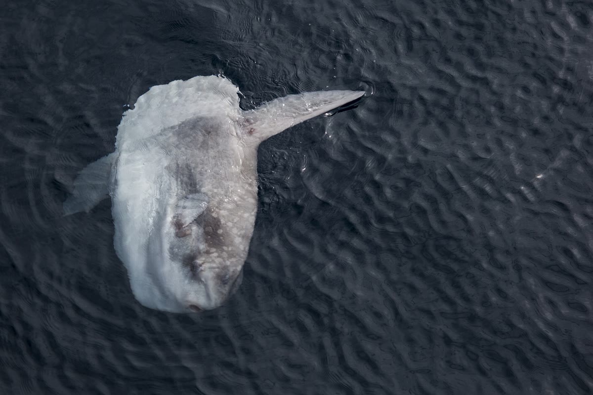 海面近くを泳ぐマンボウ
