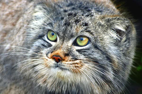 正面を見つめるマヌルネコの顔
