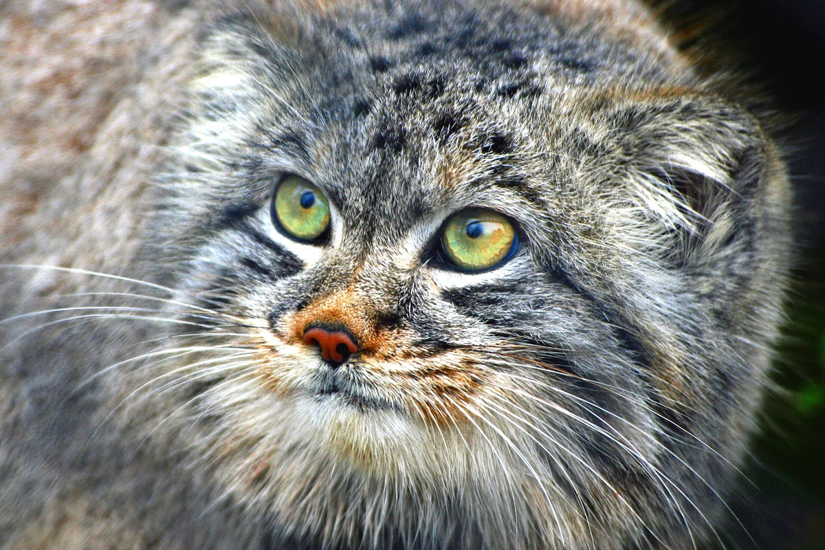 正面を見つめるマヌルネコの顔
