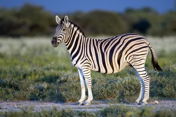 草原に立つサバンナシマウマ