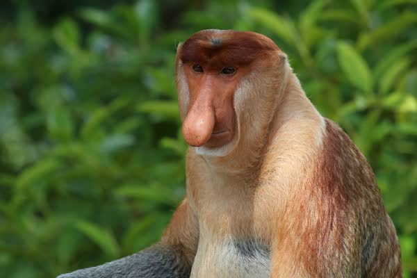 大きな鼻のテングザルのオス