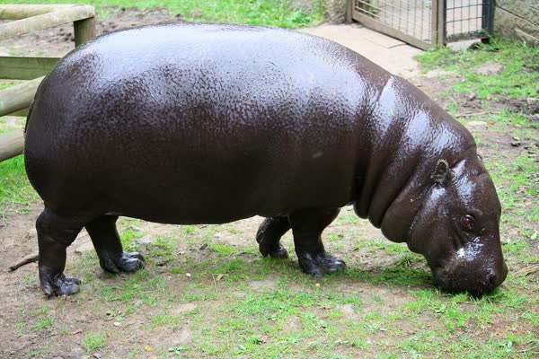 地面のにおいをかぐコビトカバ