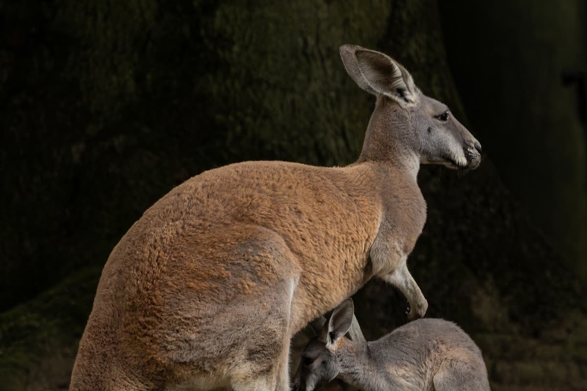 子どもと並ぶアカカンガルー