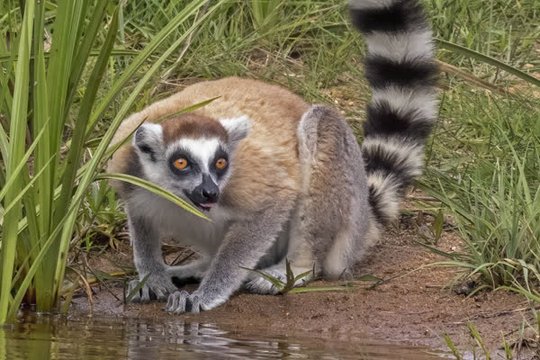 草むらの水辺で縞模様の尾を立てるワオキツネザル