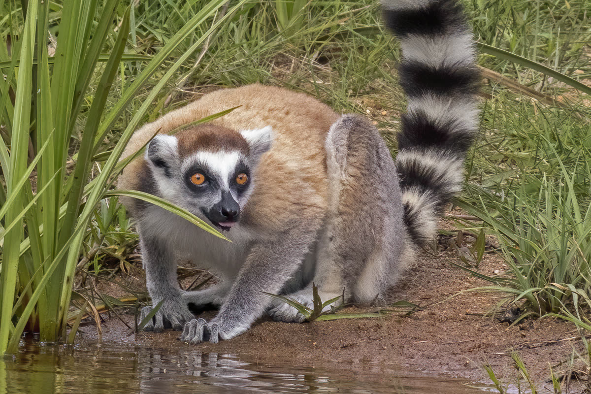 草むらの水辺で縞模様の尾を立てるワオキツネザル