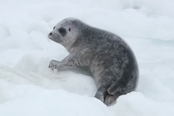 雪の上にいるワモンアザラシの子ども