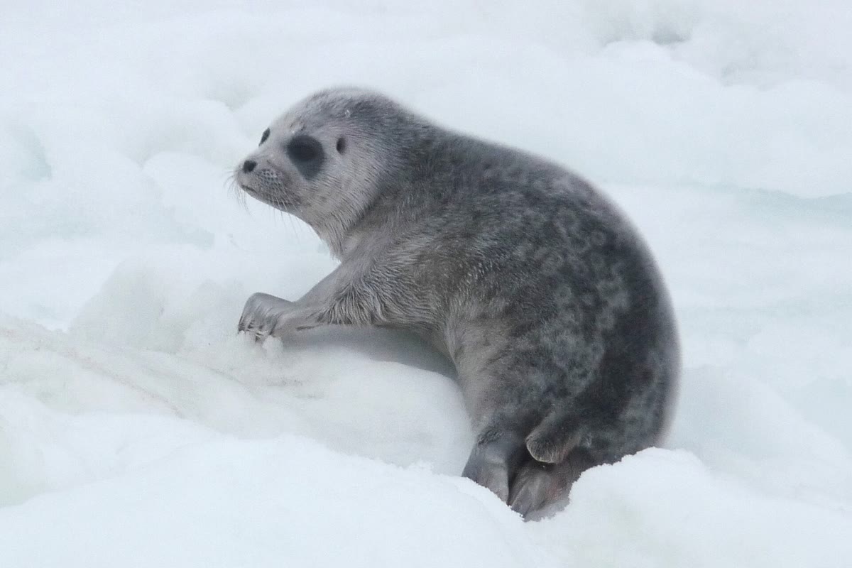 雪の上にいるワモンアザラシの子ども
