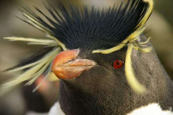 黄色い飾り羽のあるイワトビペンギンの顔