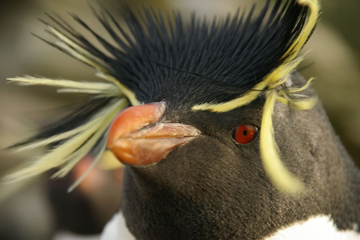 黄色い飾り羽のあるイワトビペンギンの顔