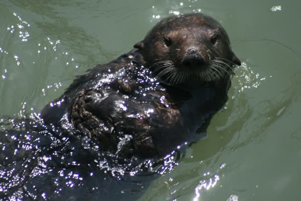 水面に仰向けで浮かび、胸元に前足を寄せたラッコ