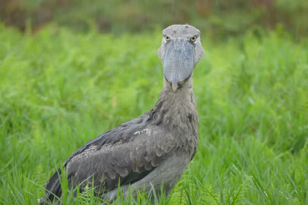 草の中で正面を向き、大きな嘴を見せるハシビロコウ