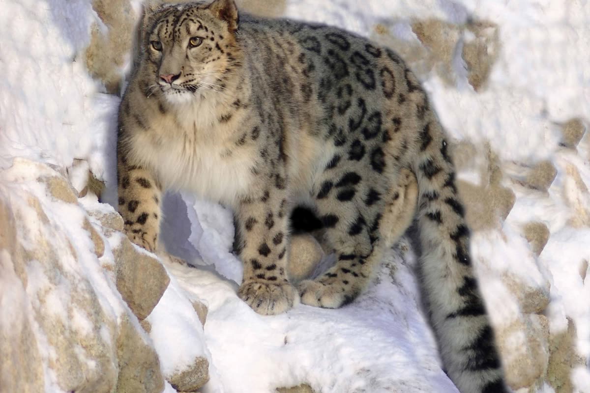 雪の上で伏せるユキヒョウ