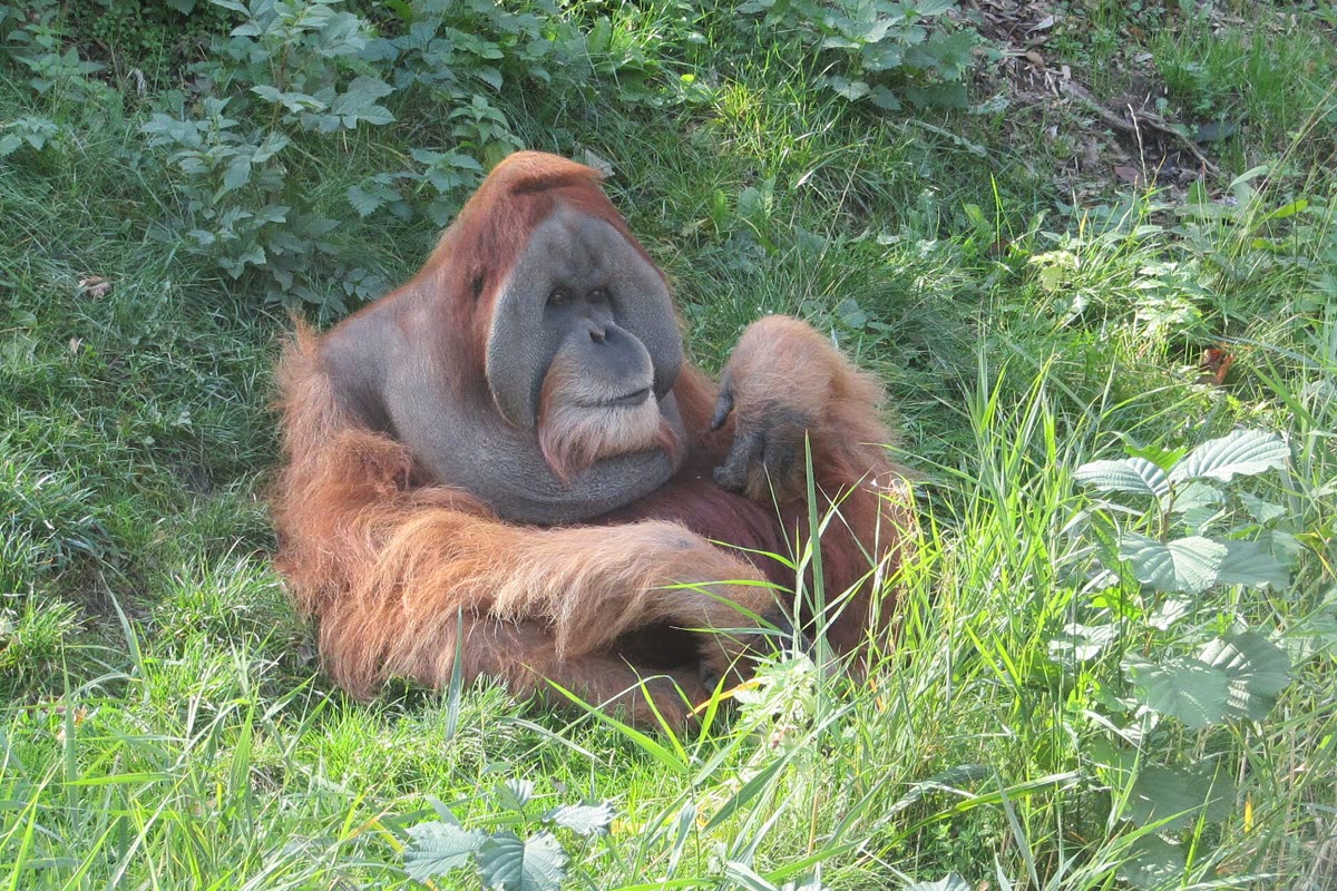 草地に座るスマトラオランウータン